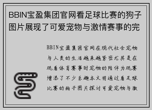 BBIN宝盈集团官网看足球比赛的狗子图片展现了可爱宠物与激情赛事的完美结合